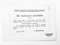 Phacidium lauri image